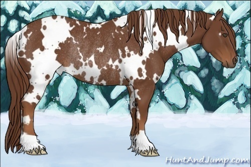 Horse Color:White Spotted Chestnut Rabicano 