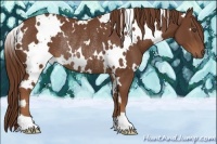 Horse Color:White Spotted Chestnut Rabicano