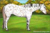 Horse Color:Buckskin Roan Dun Leopard Rabicano