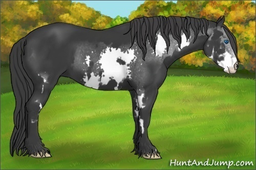 Horse Color:Black Splash Frame