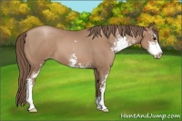 Horse Color:Black Pearl Sabino