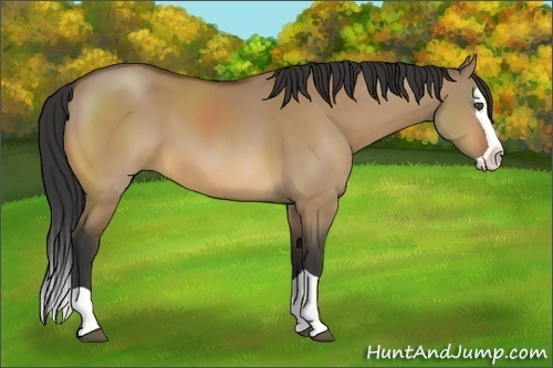 Horse Color:Bay Dun Splash 