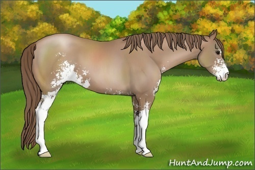 Horse Color:Black Pearl Sabino 