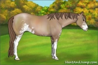 Horse Color:Black Pearl Sabino 
