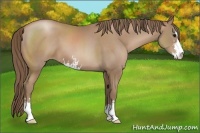 Horse Color:Black Pearl Sabino 