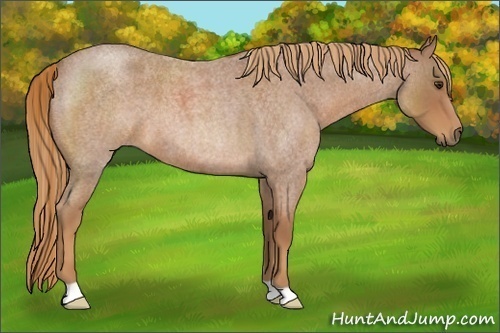 Horse Color:Red Roan