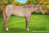 Horse Color:Red Roan 