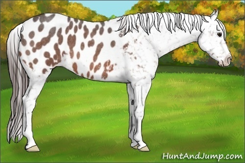 Horse Color:Bay Roan Appaloosa 
