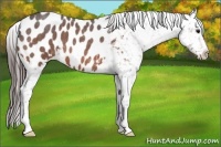Horse Color:Bay Roan Appaloosa 