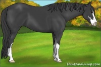 Horse Color:Smoky Black Sabino