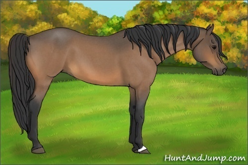 Horse Color:Buckskin Roan 