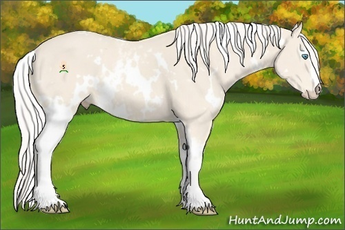 Horse Color:White Spotted Cremello 