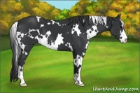 Horse Color:White Spotted Black Sabino