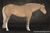 Horse Color:Palomino 