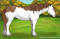 Horse Color:Chestnut Splash Rabicano