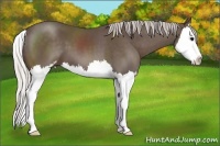 Horse Color:Silver Black Sabino Splash