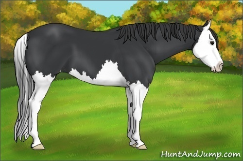 Horse Color:Black Sabino Splash 