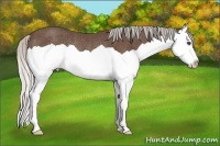 Horse Color:Silver Black Splash Rabicano 