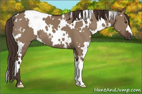 Horse Color:White Spotted Liver Red Dun