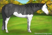 Horse Color:Black Splash Rabicano 