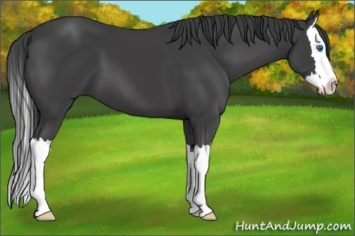 Horse Color:Smoky Black Sabino Splash