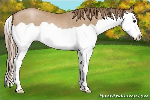 Horse Color:Black Pearl Splash Rabicano 