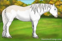 Horse Color:Cremello Splash Frame 
