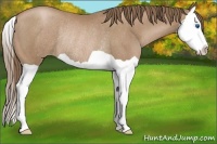 Horse Color:Black Pearl Splash Rabicano