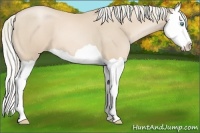 Horse Color:Palomino Pearl Splash 