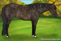 Horse Color:Brown Ice Dun