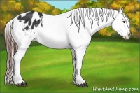 Horse Color:Brown Appaloosa