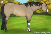 Horse Color:Brown Dun 