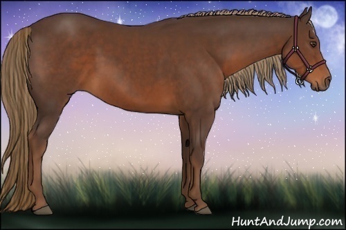 Horse Color:Liver Chestnut 