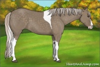 Horse Color:Silver Grullo Splash Tobiano 