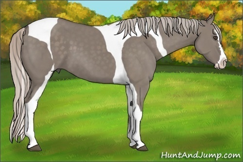 Horse Color:Silver Grullo Splash Tobiano 