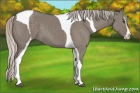 Horse Color:Silver Grullo Splash Tobiano