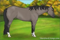 Horse Color:Grullo
