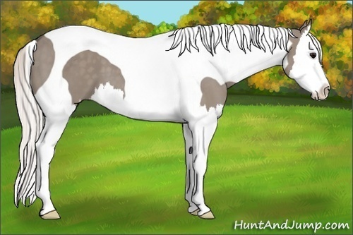 Horse Color:Silver Grullo Splash Tobiano