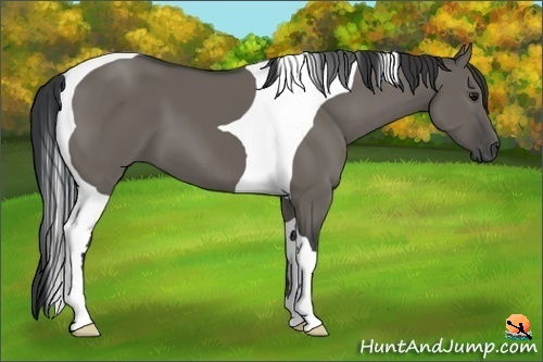Horse Color:Grullo Tobiano 
