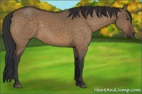 Horse Color:Bay Dun 