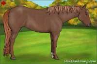 Horse Color:Red Roan 