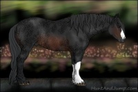 Horse Color:Brown Ice Rabicano