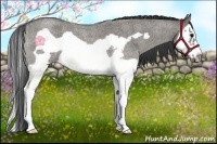 Horse Color:Grullo Roan Splash Frame 