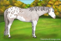 Horse Color:Bay Splash Appaloosa 