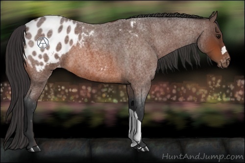 Horse Color:Bay Roan Appaloosa