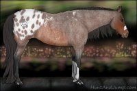 Horse Color:Bay Roan Appaloosa