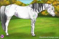Horse Color:White Spotted Black Ice Splash Frame Appaloosa
