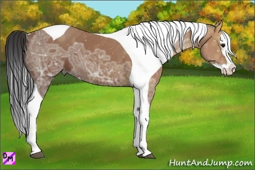 Horse Color:Bay Ice Splash Tobiano 