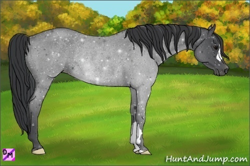 Horse Color:Blue Roan Rabicano 