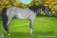 Horse Color:Blue Roan Rabicano 